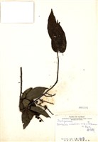 藏品(通條樹)的圖片